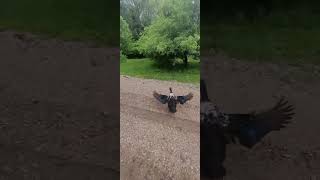 #flyingduck