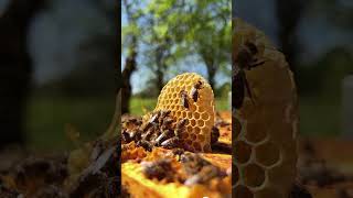 The Honeybee: Nature's Master Architect