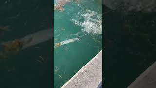 MASSIVE BARRACUDA! #fishing #viral #bwf #florida #fyp #barracuda #keywest #floridakeys