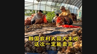 公公今年大蒜种得特别好，这次一定要把他卖出去！