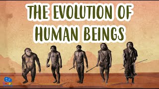 THE EVOLUTION OF HUMAN BEINGS | Human Evolution | Educational Videos for Kids