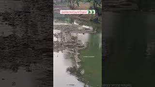 Crocodile City chiplun #crocodile #konkan #river #chiplun #animals #trending #journeywithnikhil