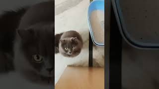 #cat #funnyanimalvideoscatsanddogs #funny #afvfam #pets #animals #cute #funnycat #pet #animal