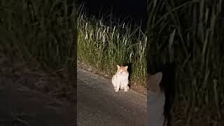 道端にいた野良猫#stray cat
