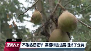 全球暖化致英國樹葉提早轉黃 澳洲熱死人案例增多｜20221113 全球現場漫遊天下