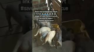 #ameensayani #paymentlink #puppy #animals #donate #donatefood