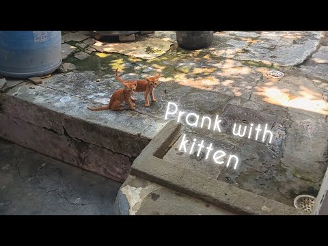I Did Prank On My Cat And Her Priceless Reaction