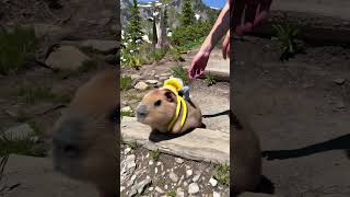 Whose capybara escaped?! #capybara #cute #funnyanimals #healing #travelvlog