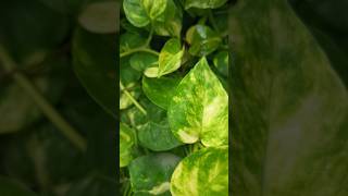 New plant in garden 🏡 #trending #viralvideos #shorts #shortfeed #plants