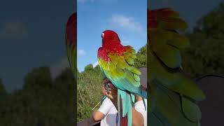 Henderson Wave Singapore 新加坡徒步遇到一群鹦鹉！ #bird #walk #nature #outdoor #徒步 #pet #family #friend