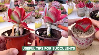 Easy Succulent Plants Care For Beginners | 다육이 | 多肉植物