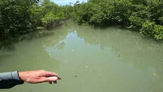 Backcountry eFoiling in the Everglades