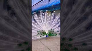 cute peacock WhatsApp status video #peacock #statusvideo #cute #shortvideo #viralvideo #mohinisong