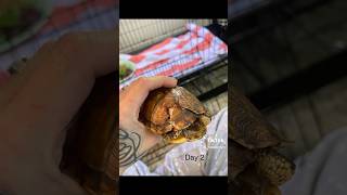 Caroline #rescue a #boxturtle #animallover #reptilelover #fyp #explore #viral #meditation #turtle