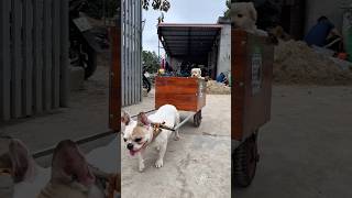 The dog ran away from home because the owner did not feed him.#dog #lovedog #pets