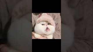 #cat #error404