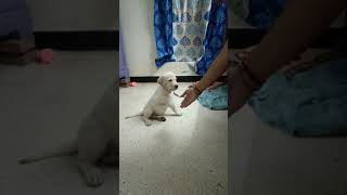 Labrador puppy training|| Hand Shaking|| Quick learing