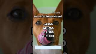 How Many Taste Buds Do Dogs Have?? 😛