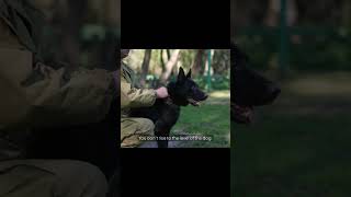 The SHOCKING Truth About Belgian Malinois Temperament #germanshepherd #dogtraining #belgianmalinois