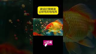 如何養金魚 #shortvideo #科普 #大熱門