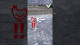 何で庭にニワトリ⁉️