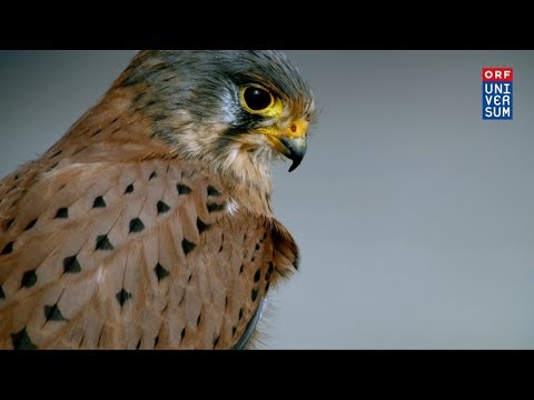 Common Kestrels - food