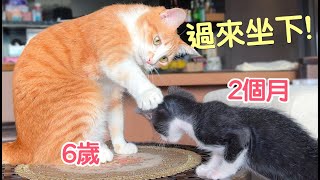 Uni是溫柔大哥哥～賓士奶貓雖小但超派！｜傲嬌爸的養貓日常
