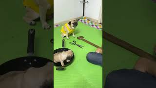 玩石头剪刀布 赢了可以救儿子 #萌宠 #宠物萌宠 #狗狗 #萌宠成精了 #萌宠出道计划