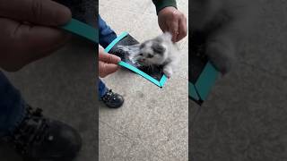 We Rescued a Cat From a Rat Trap — Please Think Before You Place One