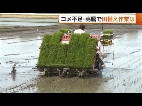 米不足の中“田植え”に変化？加工用米作らず全て“主食用米”に切り替え 販売価格上昇には喜びの声も「これまでが安すぎた」新潟 (25/05/06 19:00)
