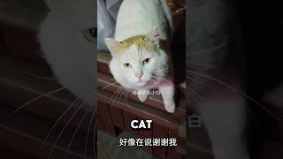 誰からも無視されてお腹を空かせた野良猫が天使と出会う❤️#straycat #catshorts #cats