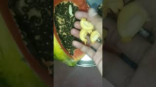 papaya seeds #samiksha's vlog #food