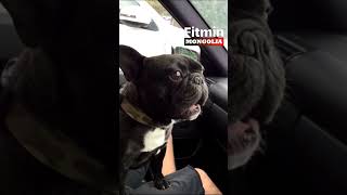 Funny French Bulldog barking compilation
