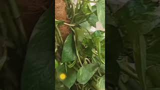 plants love 😘 #barish #ytchannel #freemoon #food #chand #mooncast #dailyrotein #pleasesubscribe