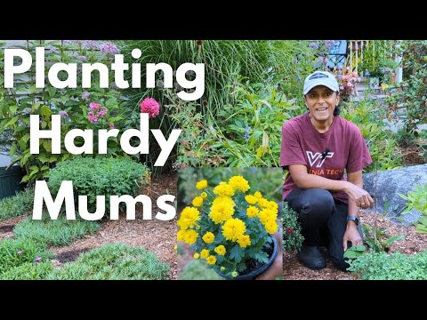 Overwinter Mums To Return Next Year | Planting Hardy Garden Mums | Winterize Mums