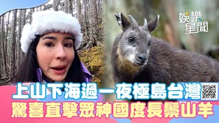 上山下海過一夜極島台灣　驚喜直擊眾神國度長鬃山羊｜三立娛樂星聞