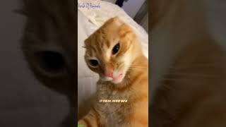 🐈Funniest Animals 2024 🐈🤣 New Funny Cats Videos 😸🐶 #WorldOfAnimals Part 557