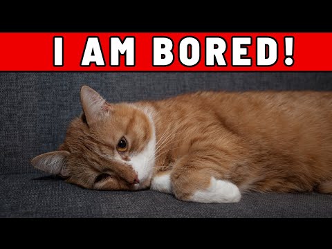 Do You Have an Indoor Cat? 6 Ways to Keep Them Entertained While You're Out of the House