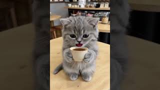 ASMR drinking coffee ☕️ #mukbang #frogeggs #tingles #gulps #asmr #drinksounds #drinkingasmr #cat