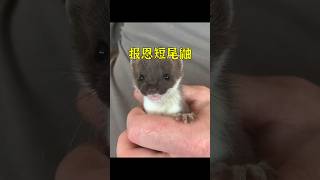 男孩養了一只短尾鼬當女兒，為了報答他，短尾鼬每天給他送蛋。 #animals #pets #shorts
