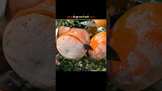 Top 3 Chinese Fruits That Could Go Viral in India! #facts #marinemystery