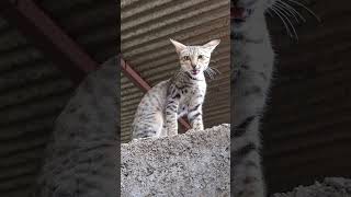 Jerry ko bachao😲|| #trending #viral #shotrs #dog #minivlog #ashortaday #cat