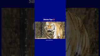 3 Loudest bigcats sounds #bigcats #animals