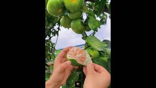 Amazing fruits 🍏🍋#fruitvideos #nature #shorts