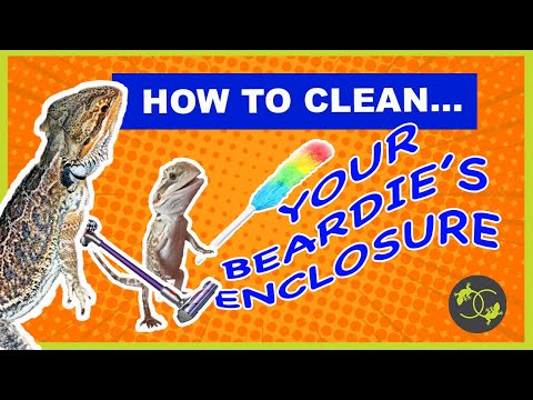 How to Clean your Bearded Dragon's Enclosure - Cookies Critters