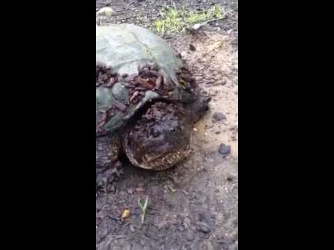 Adolescent Snapper