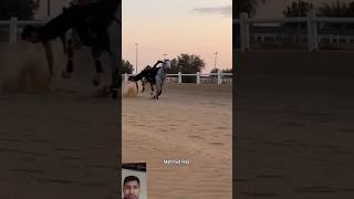#music #horselov #automobile #sansansehorhorse #horsecare #يوميات_ترند #funny #horselove #love #hors