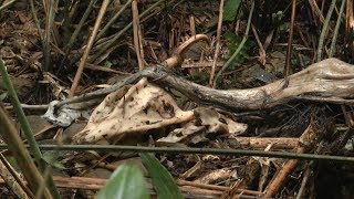 民眾通報 新北雙溪牡丹溪多隻山羌死亡 20180309 公視晚間新聞