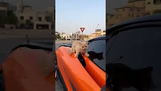 McLaren 720S spider #mclaren #sports #cat #catlover #drivingcat