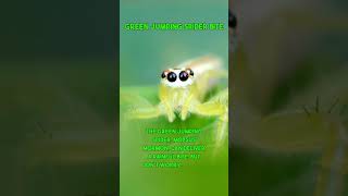 Green Jumping Spider Bite! #spider #spiderbite